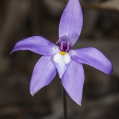 Glossodia major at Canberra Central, ACT - suppressed