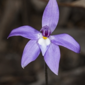 Glossodia major at Canberra Central, ACT - suppressed