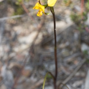 Diuris nigromontana at Canberra Central, ACT - suppressed