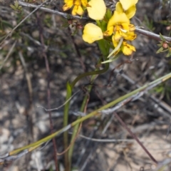 Diuris nigromontana at Canberra Central, ACT - suppressed