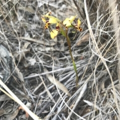 Diuris pardina (Leopard Doubletail) at Majura, ACT - 3 Oct 2017 by AaronClausen