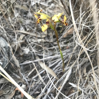 Diuris pardina (Leopard Doubletail) at Majura, ACT - 3 Oct 2017 by AaronClausen