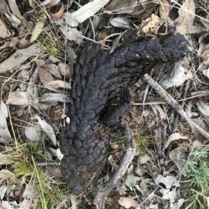 Tiliqua rugosa at Majura, ACT - 3 Oct 2017 07:05 PM