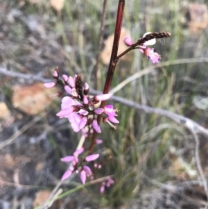 Indigofera australis subsp. australis at Majura, ACT - 3 Oct 2017 07:06 PM