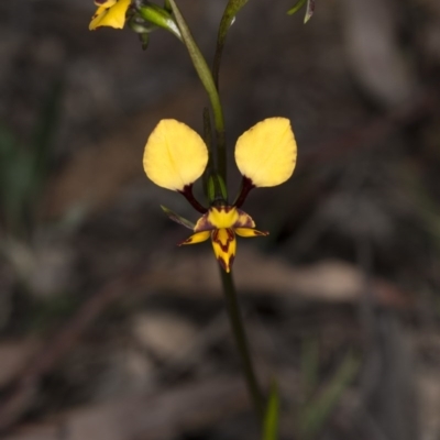 Diuris pardina (Leopard Doubletail) at Gungahlin, ACT - 29 Sep 2017 by DerekC