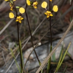 Diuris pardina at Gungahlin, ACT - 29 Sep 2017