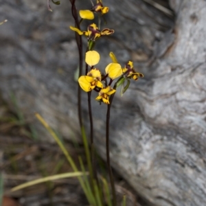 Diuris pardina at Gungahlin, ACT - 29 Sep 2017