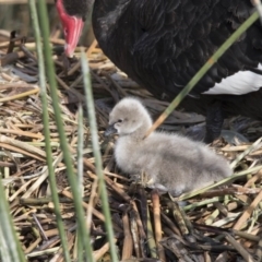 Cygnus atratus (Black Swan) at Lake Burley Griffin Central/East - 3 Oct 2017 by AlisonMilton