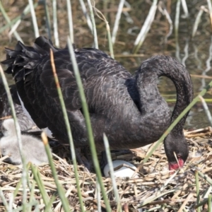 Cygnus atratus at Kingston, ACT - 3 Oct 2017