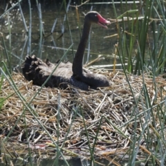 Cygnus atratus at Kingston, ACT - 3 Oct 2017