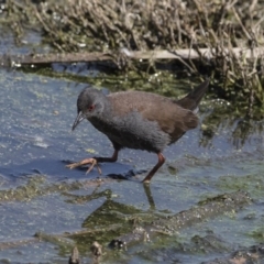 Zapornia tabuensis (Spotless Crake) at Fyshwick, ACT - 3 Oct 2017 by AlisonMilton