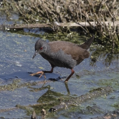 Zapornia tabuensis (Spotless Crake) at Fyshwick, ACT - 3 Oct 2017 by AlisonMilton