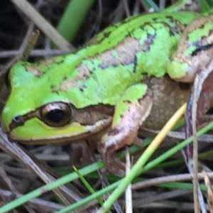 Litoria verreauxii verreauxii at Bobundara, NSW - 14 Apr 2016