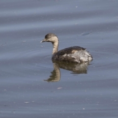 Poliocephalus poliocephalus (Hoary-headed Grebe) at Fyshwick, ACT - 2 Oct 2017 by Alison Milton