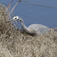 Egretta novaehollandiae (White-faced Heron) at Fyshwick, ACT - 3 Oct 2017 by AlisonMilton