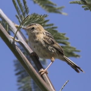 Cisticola exilis at Fyshwick, ACT - 3 Oct 2017