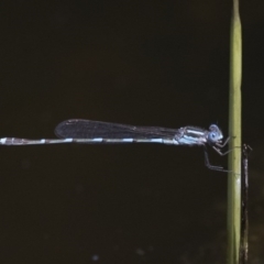 Austrolestes leda (Wandering Ringtail) at Fyshwick, ACT - 3 Oct 2017 by Alison Milton