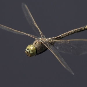 Anax papuensis at Fyshwick, ACT - 3 Oct 2017