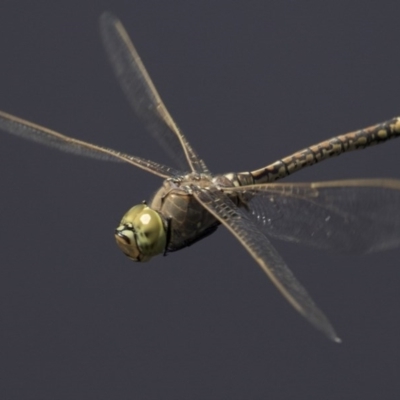 Anax papuensis (Australian Emperor) at Fyshwick, ACT - 3 Oct 2017 by AlisonMilton