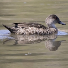 Anas gracilis (Grey Teal) at Fyshwick, ACT - 3 Oct 2017 by AlisonMilton