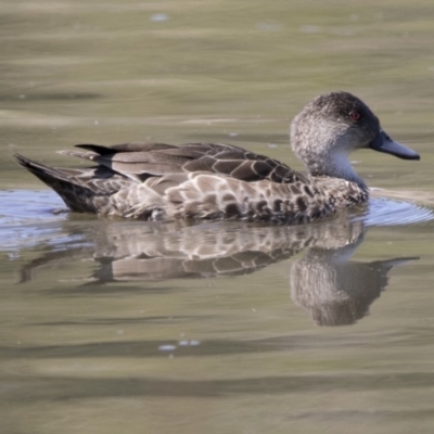 Anas gracilis (Grey Teal) at Fyshwick, ACT - 3 Oct 2017 by AlisonMilton