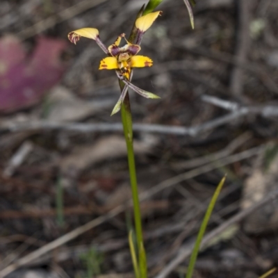 Diuris pardina (Leopard Doubletail) at Majura, ACT - 1 Oct 2017 by DerekC