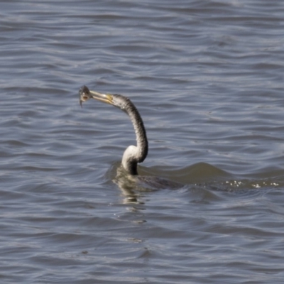 Anhinga novaehollandiae (Australasian Darter) at Fyshwick, ACT - 3 Oct 2017 by AlisonMilton