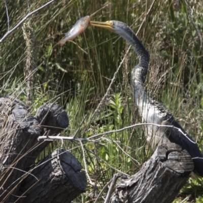 Perca fluviatilis (Redfin) at Jerrabomberra Wetlands - 3 Oct 2017 by AlisonMilton