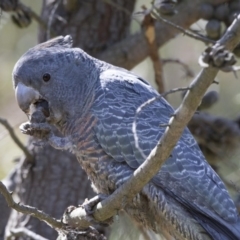 Callocephalon fimbriatum (Gang-gang Cockatoo) at Fyshwick, ACT - 3 Oct 2017 by Alison Milton