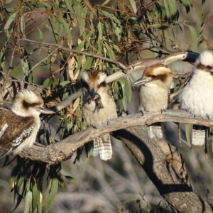 Dacelo novaeguineae at Garran, ACT - 2 Oct 2017