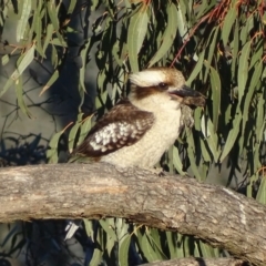 Dacelo novaeguineae at Garran, ACT - 2 Oct 2017