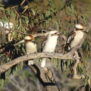 Dacelo novaeguineae at Garran, ACT - 2 Oct 2017