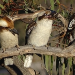 Dacelo novaeguineae at Garran, ACT - 2 Oct 2017