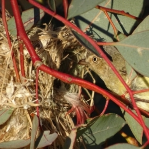 Smicrornis brevirostris at Garran, ACT - 2 Oct 2017