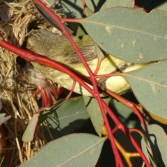 Smicrornis brevirostris at Garran, ACT - 2 Oct 2017