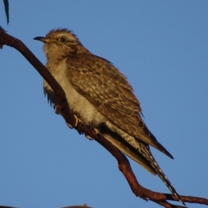 Cacomantis pallidus at Red Hill, ACT - 2 Oct 2017 06:44 PM