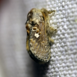 Pseudanapaea (genus) at O'Connor, ACT - 2 Oct 2017