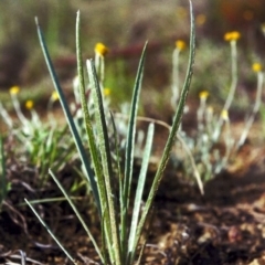 Plantago gaudichaudii (Narrow Plantain) at Bonython, ACT - 19 Nov 2012 by michaelb