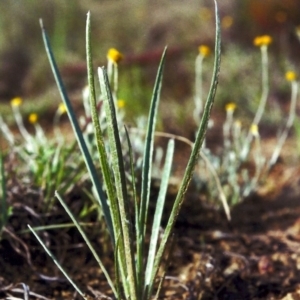 Plantago gaudichaudii at Bonython, ACT - 20 Nov 2012