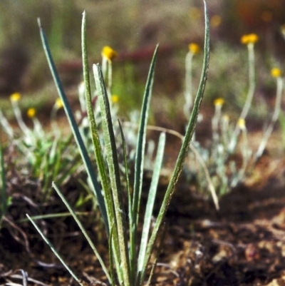 Plantago gaudichaudii (Narrow Plantain) at Bonython, ACT - 19 Nov 2012 by michaelb