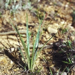 Plantago gaudichaudii at Bonython, ACT - 20 Nov 2012 12:00 AM