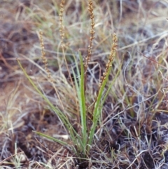 Plantago gaudichaudii (Narrow Plantain) at Pine Island to Point Hut - 20 Jan 2002 by michaelb