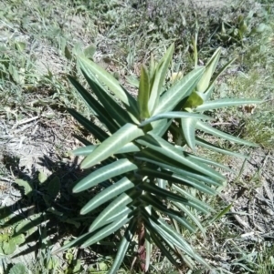 Euphorbia lathyris at Stromlo, ACT - 1 Oct 2017 11:39 AM