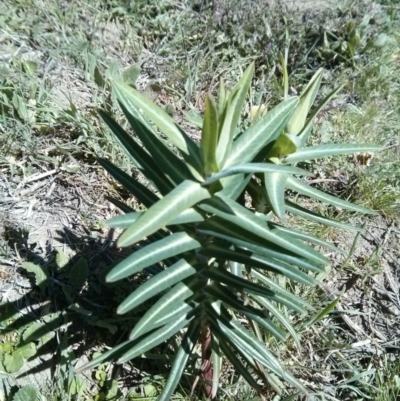 Euphorbia lathyris (Caper Spurge) at Stromlo, ACT - 1 Oct 2017 by WalterEgo