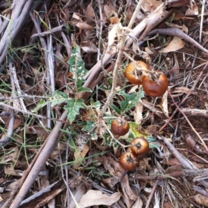 Solanum cinereum at Hughes, ACT - 3 May 2017 12:00 AM