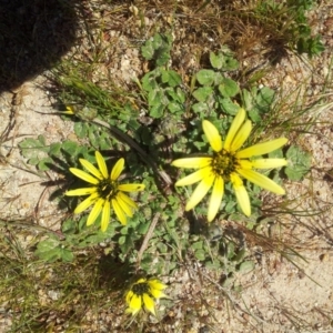 Arctotheca calendula at Kambah, ACT - 4 Oct 2017 12:46 PM