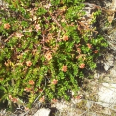 Lysimachia arvensis (Scarlet Pimpernel) at Kambah, ACT - 4 Oct 2017 by RosemaryRoth