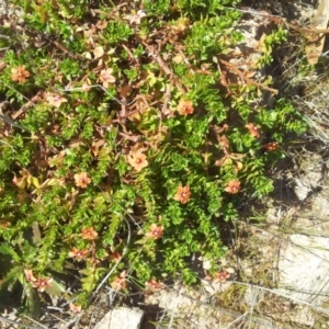 Lysimachia arvensis at Kambah, ACT - 4 Oct 2017 12:50 PM