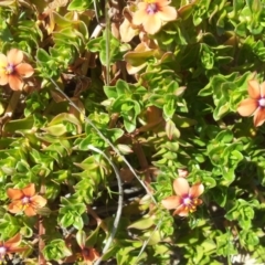 Lysimachia arvensis at Kambah, ACT - 4 Oct 2017 12:50 PM