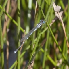 Austrolestes leda (Wandering Ringtail) at Michelago, NSW - 20 Dec 2010 by Illilanga